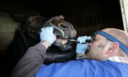 Re: Horse Dentist  He is a great dentist, works w/o sedation on 90% of the   horses he does  Joined on 08-03-2005; Central NJ; Competitor 