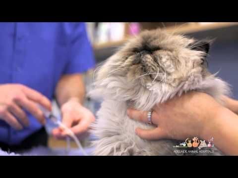 Proper dental care is important in keeping your pet healthy and happy.  The   staff at Pittsburgh Spay and Vaccination Clinic can show you the proper method   of 