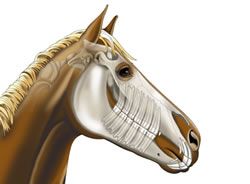 The most complete on-line directory of horse related businesses in New England    Jump to a state MA, CT, ME, RI, NY, VT, NH  MacPhail Equine Dentistry 