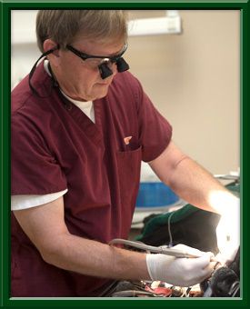 Curtis Stiles, DVM Diplomate of the American Veterinary Dental College Animal   Dentistry & Oral Surgery 165 Fort Evans Road NE #106. Leesburg, VA 20176 