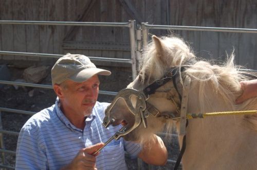 Steve travels throughout Michigan.  Has Your Horse Seen the Dentist Lately ?   In the late 1890s to early 1900's equine dentistry was very popular, due to the 