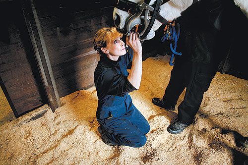 An International Association of Equine Dentistry certified EDT, has been   practicing in Southeastern Virginia for 21 years, providing dentistry for over   35,000 