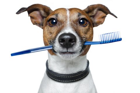 Ogden UT Area animal hospital offering pet dental care, dog teeth cleaning & cat   teeth cleaning at Crestview Veterinary Clinic, Washington Terrace, Utah.