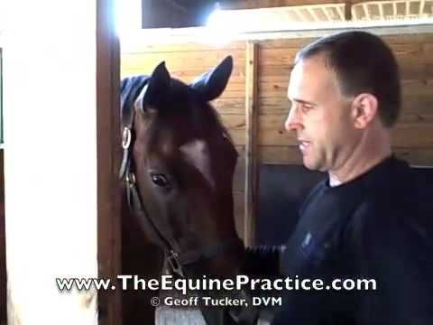 16 Oct 2012  James J. Edwards - Practicing advanced and routine equine dentistry through out   central and northern NJ, as well as eastern Pennsylvania 