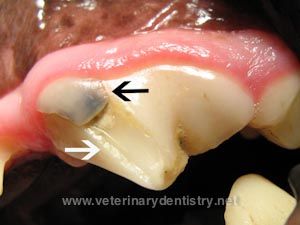 Animal Dentistry & Oral Surgery provides board certified veterinary dentistry   services to the Northern Virginia, Leesburg Fairfax, Reston, Herdon, Ashburn, 
