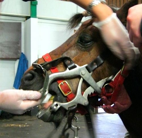 25 Oct 2011  Doug LaRose(LaRose's Equine Dentistry) he's based in Midland MI, but does all   of MI,OH and Indiana. The man is amazing!!! No seds. and my 