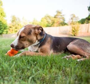 Plainfield Animal Hospital and veterinary clinic provides full veterinary pet dental   services for Plainfield dog/cat dental cleanings, braces, crowns, and oral 