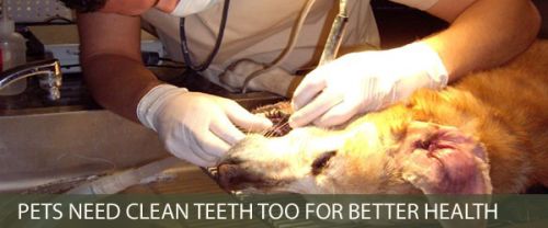Low Cost Dog Dental Care San Diego Find Local Dentist Near Your Area