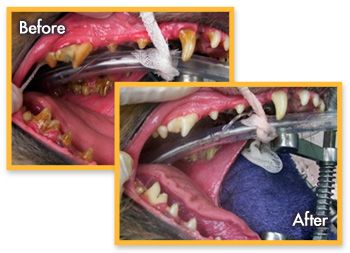 Veterinary Dental Education Center : Links - Wet Labs 