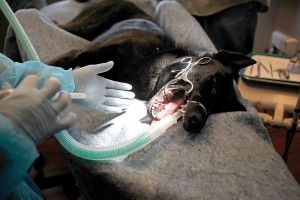 Local business listings / directory for Veterinary Dentistry in Salt Lake City, UT.   Yellow pages, maps, local business reviews, directions and more for Veterinary 