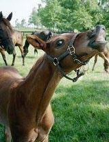 Equine Dentist. Kendall Lundstrum Inc. 4030 S Broadway Hastings, MI 49058.   United States ph: 269 948 0097 fax: 269 948 0097 kendalllundstrum@yahoo.  com 