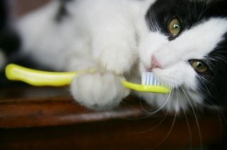 Pet Dental Care Regular dental care does more than just keep your pet's breath   fresh and clean. At Fanwood Animal Hospital, we are dedicated to keeping your 
