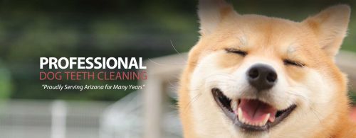 Veterniary Resources: The Pet Dentist - veterniary dental care for dogs and cats,   specializing  Dog Dentist - Cat Dentist in Pinellas County Florida also serving 