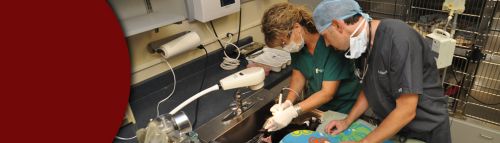 Advanced veterinary dentistry by Dr. Nossaman FAVD, a Fellow of the Academy    for pets in Arizona, Gilbert, Chandler, Mesa, Tempe, Scottsdale, Phoenix AZ.