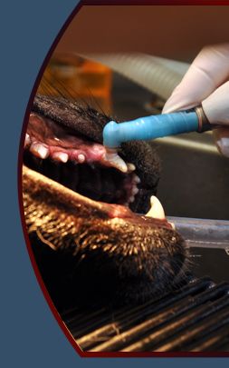 Dr. Rocco Mele is a well-trained Tucson veterinarian providing excellent care   including Veterinary Dentistry, Laser Surgey, Ultrasound, Veterinary Teledentistry  , 